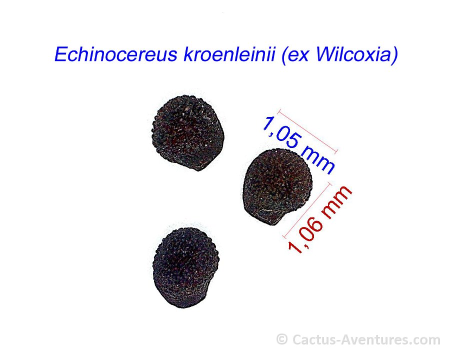 Echinocereus kroenleinii (ex Wilcoxia) JM